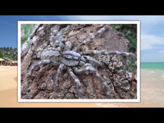 poecilotheria rajaei tarantula