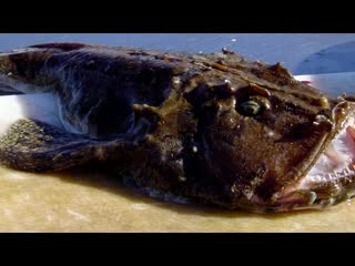 european anglerfish