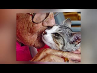 the hospital "cat" asked to go to the patient's room... later, his story spread all over the world...