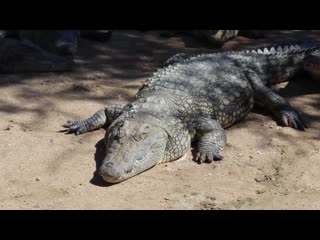 huge beaked crocodile