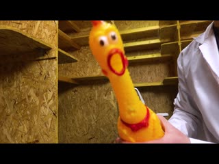 will helium change a chicken's voice?