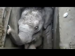 baby elephant rescue