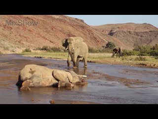 this is what happens when an elephant dies