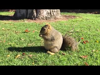 fat squirrel