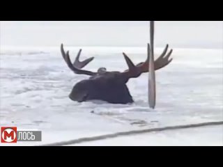 moose rescue