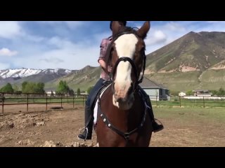 the clydesdale breed