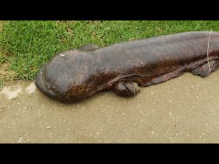 huge salamander