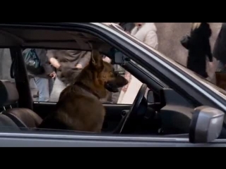 magnificent dog / cool dog (2010)