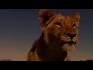 lion'pride